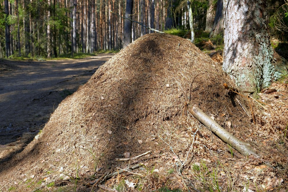 Skudru pūznis Zaļās kāpas takas malā