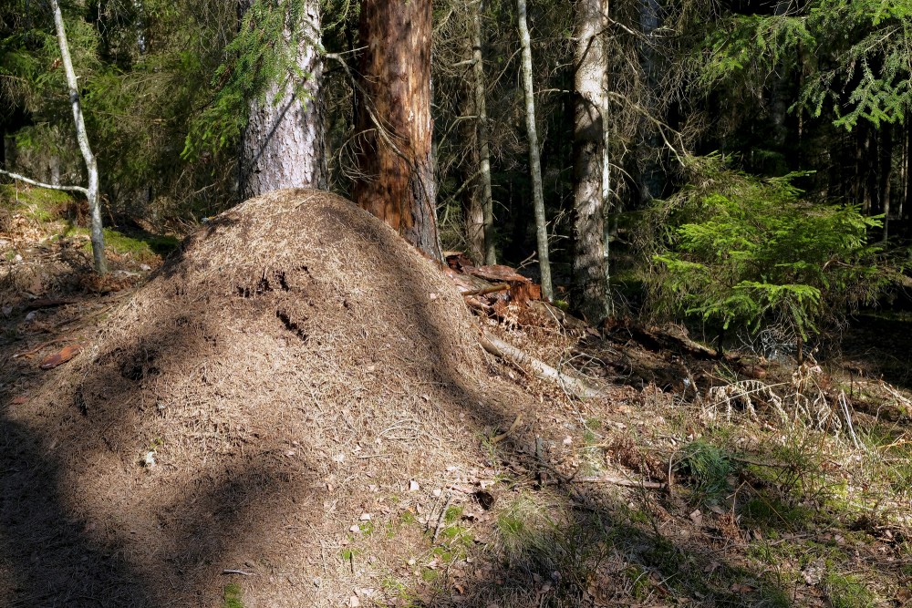 Anthill in the Forest