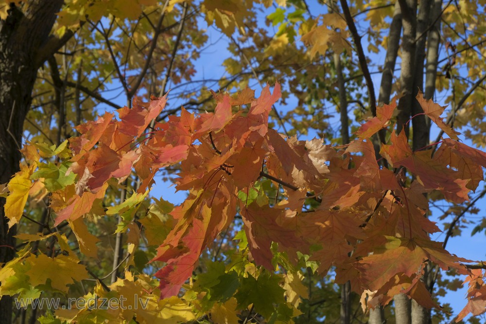 Maple Leaves Red Again!