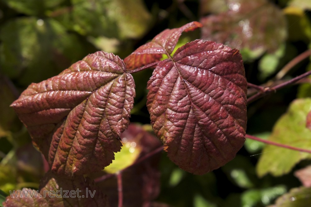 European Dewberry Leaf in Autumn