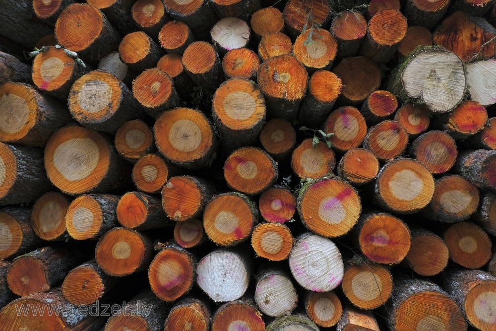 Growth Rings of Black Alders
