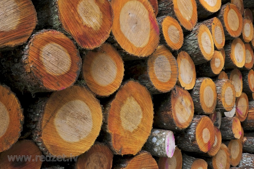 Growth Rings of Black Alders