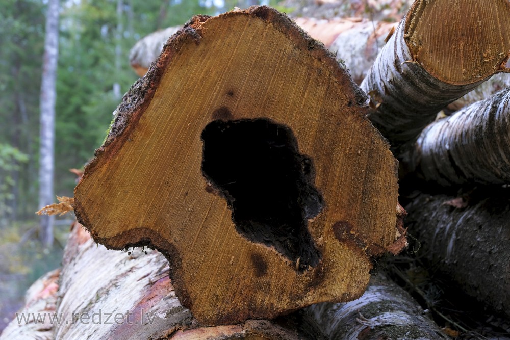 Log with a Hole