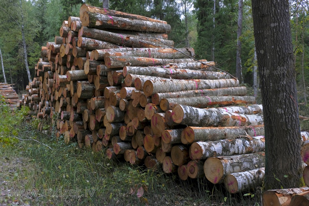 Birch Logs