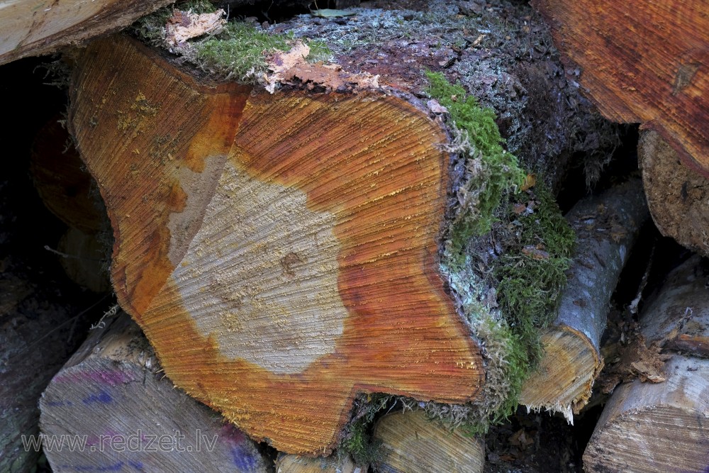 Interesting formed Black Alder Trunk