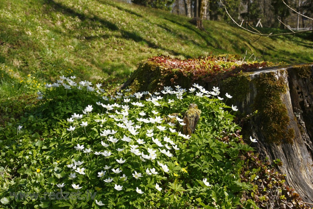 Anemone nemorosa