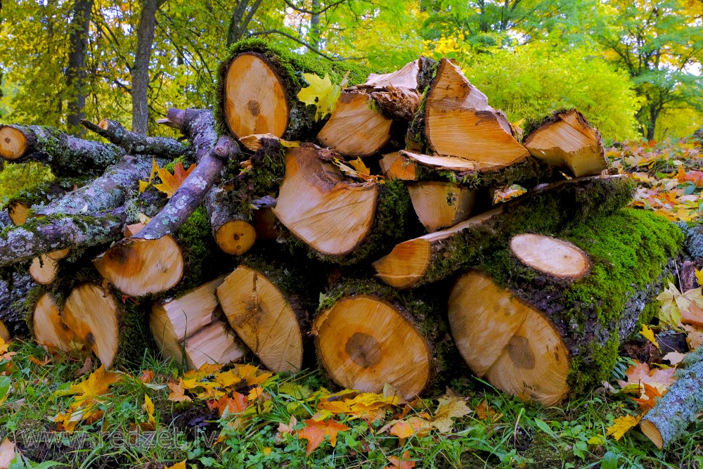Cut Tree Trunks