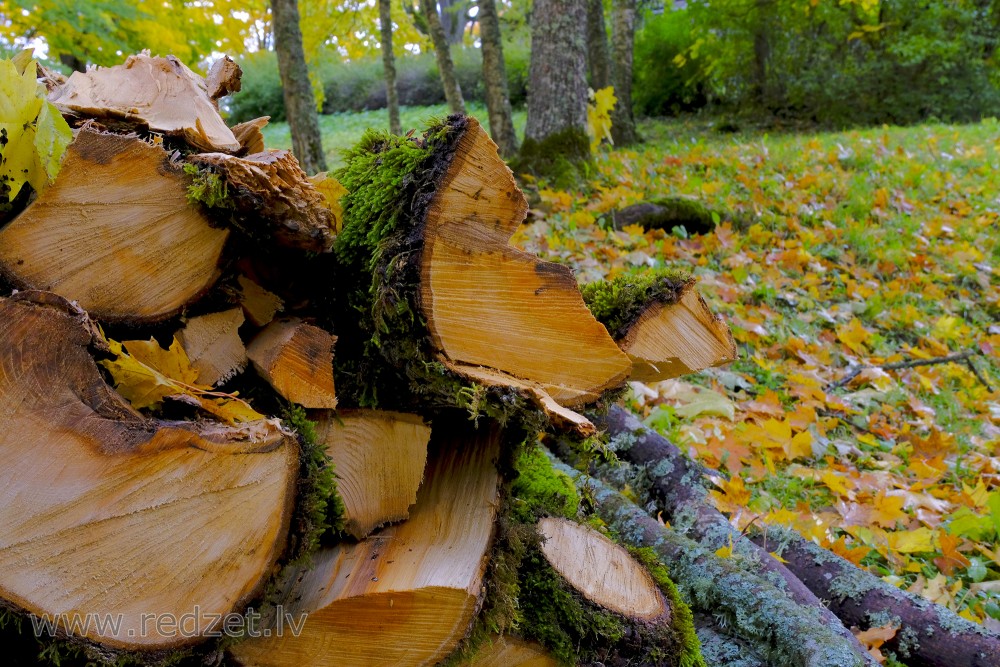 Cut Tree Trunks