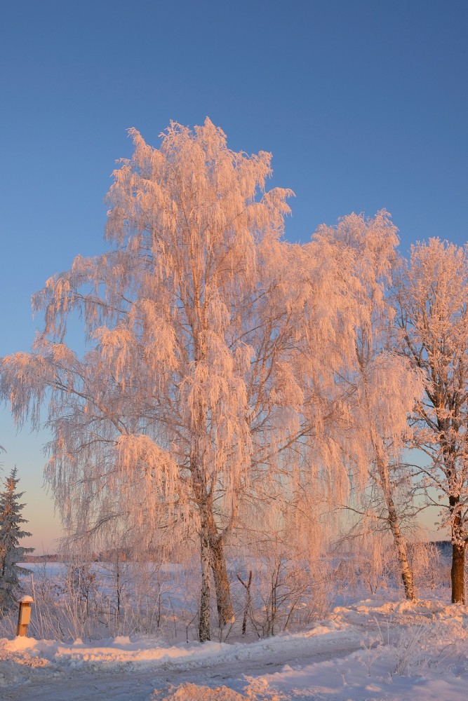 Apsarmojis koks ziemas rītā