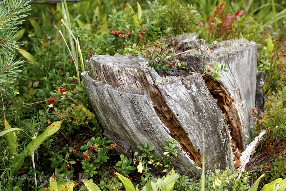 Tree stump and Lingonberry