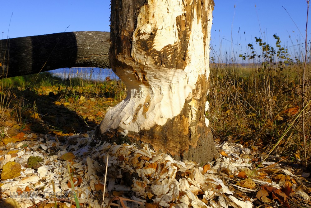 Beaver Cutting Tree