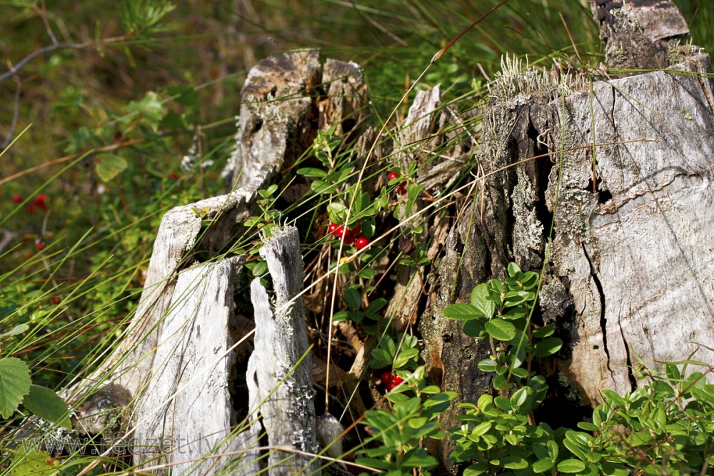 Tree stump and Lingonberry