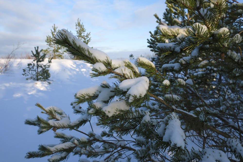 A Snowy Pine Branch