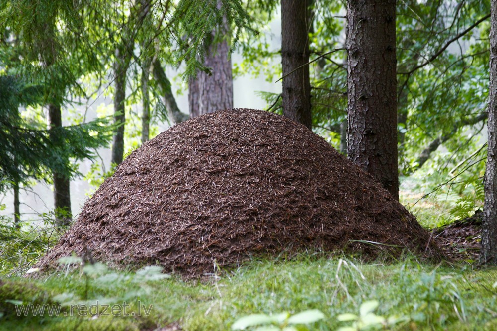 Anthill in the Forest