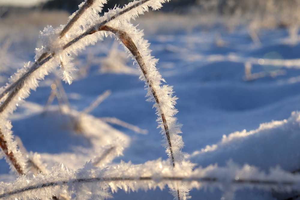 Crystals Frost Blade Of Grass
