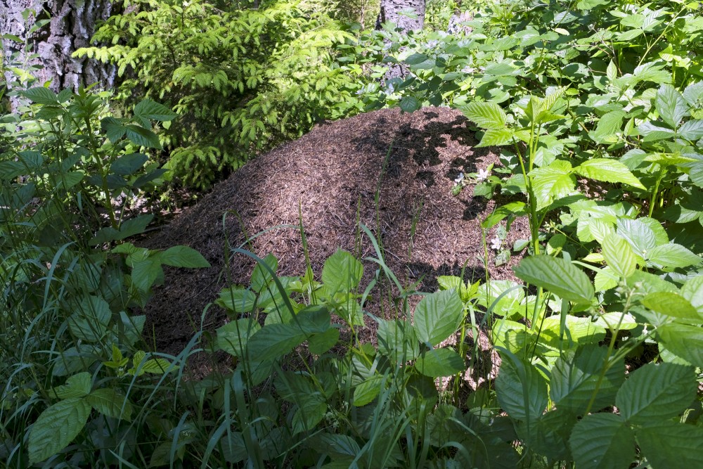 Anthill in the Forest