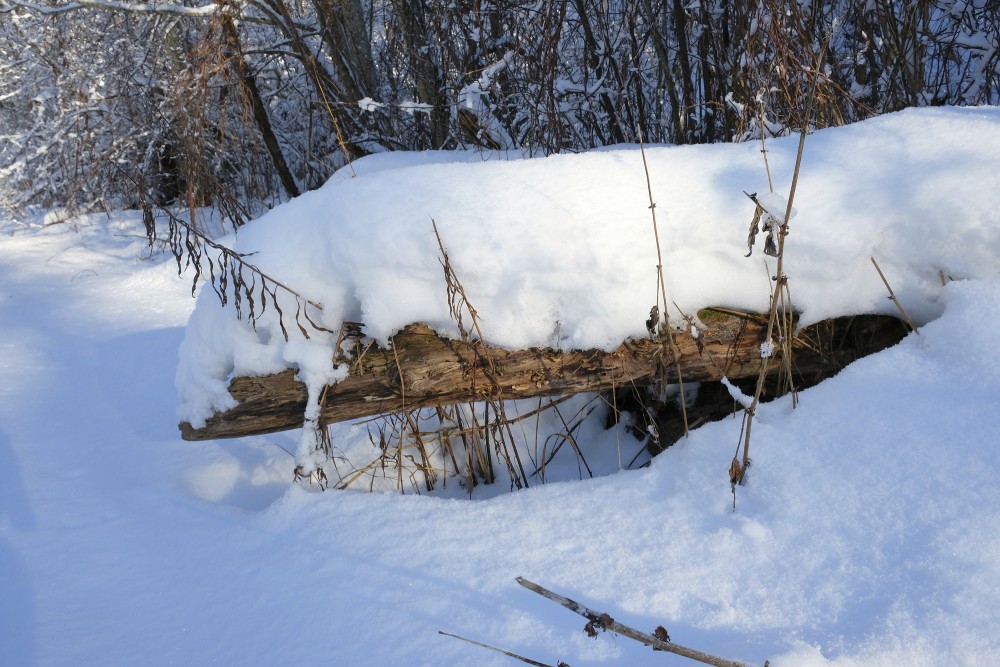 Snow Covered Tree Trunk