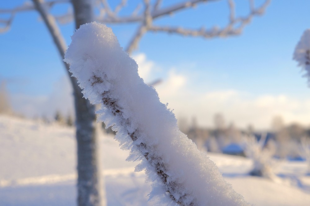 Snow and Frost on a Tree Branch