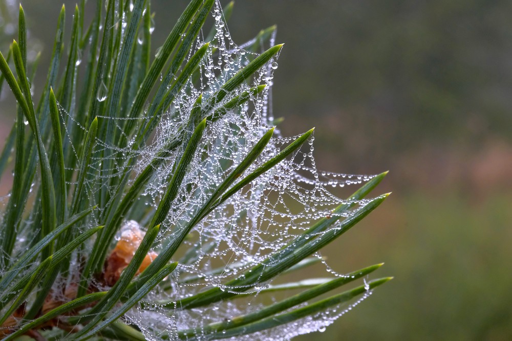 Ar rasu noklāts zirnekļa tīkls uz priežu skujām