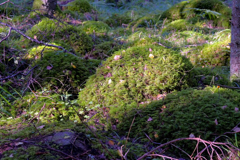 Stones covered with moss