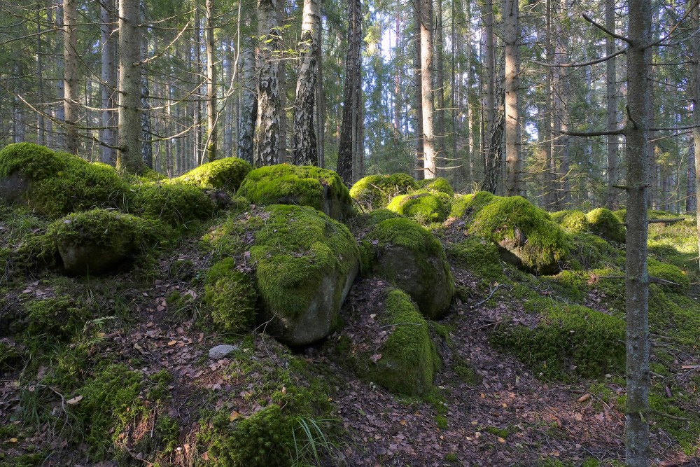 Natural monument "Kaltenes Kalvas" (Stone Ridges)