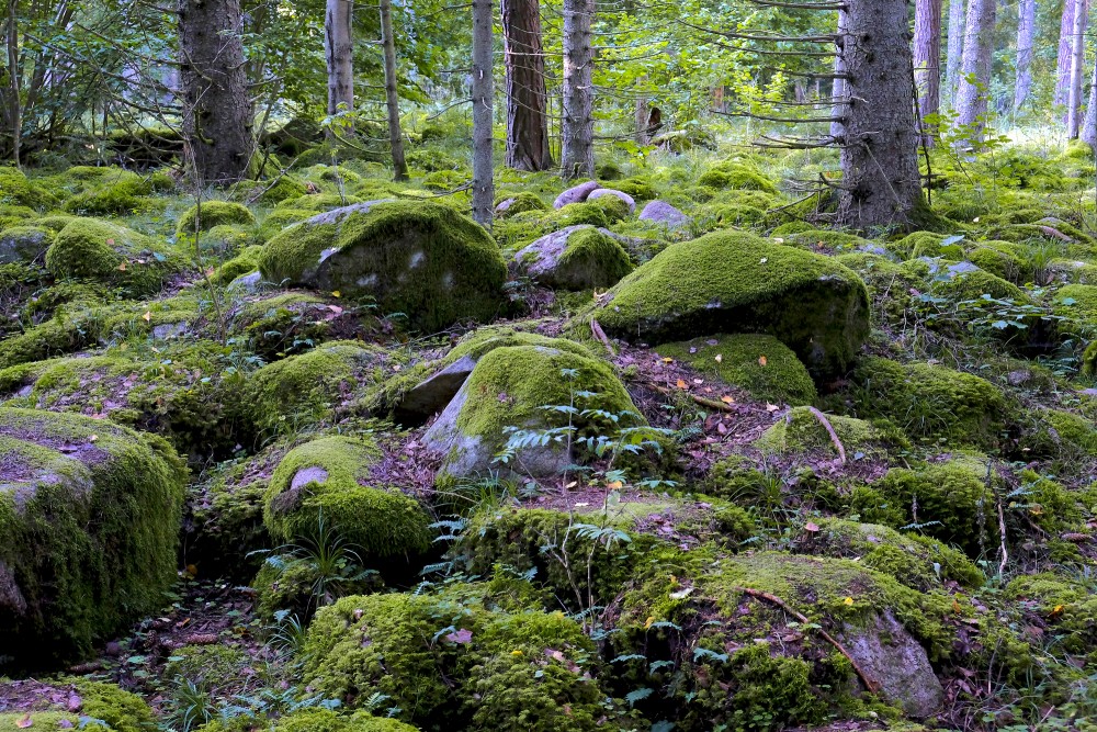 Natural monument "Kaltenes Kalvas" (Stone Ridges)