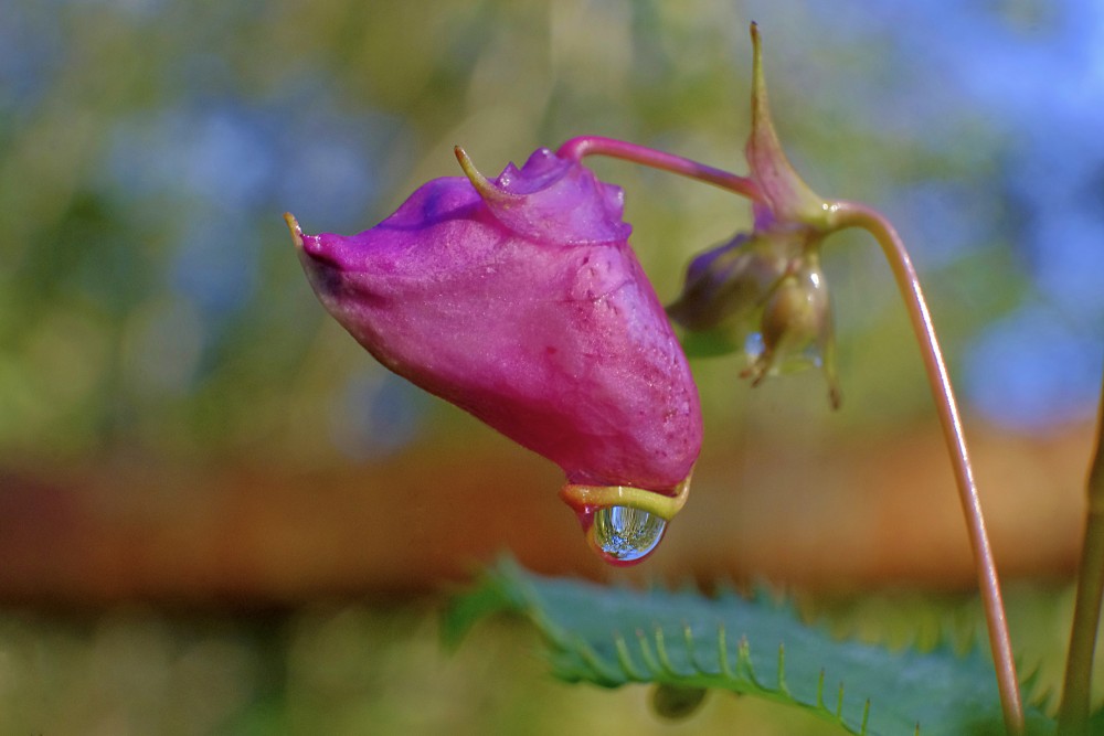 Dew drop