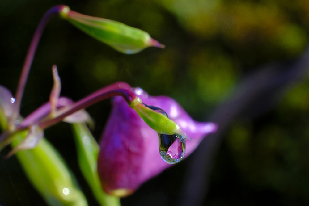 Dew drop