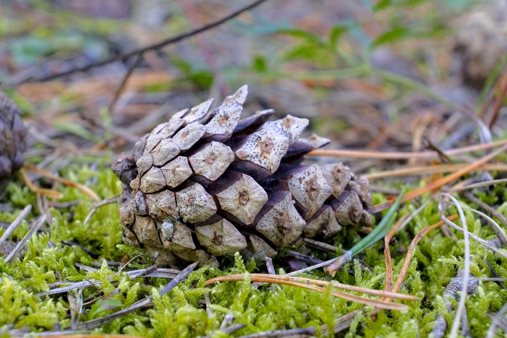 Conifer cone