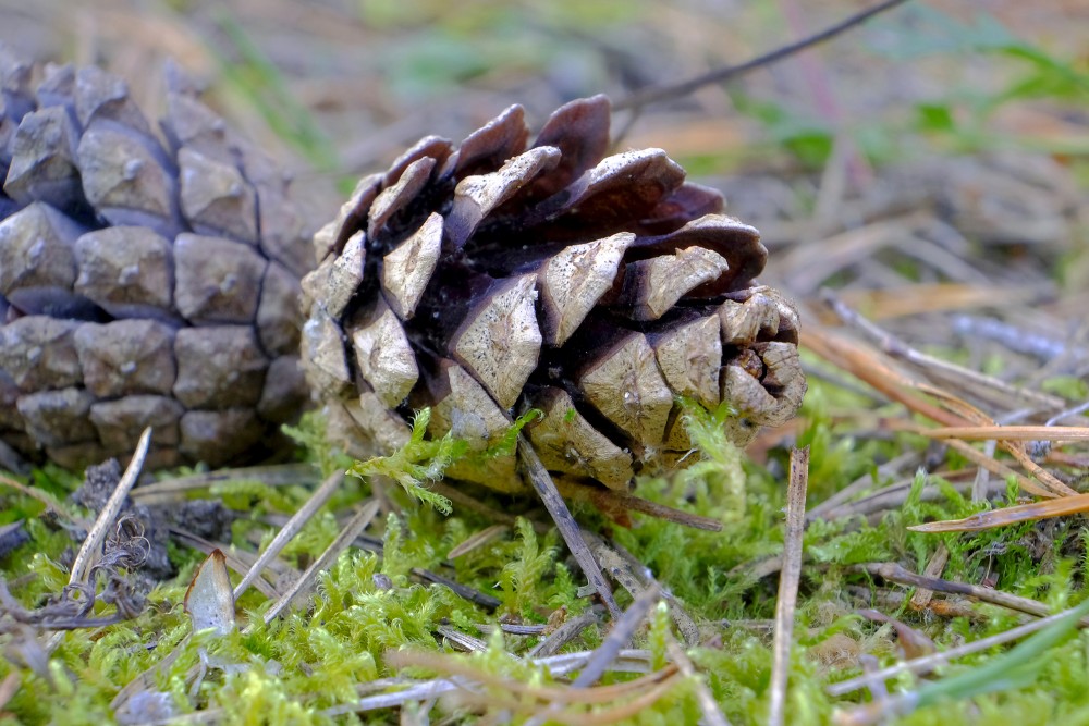Pine Cone