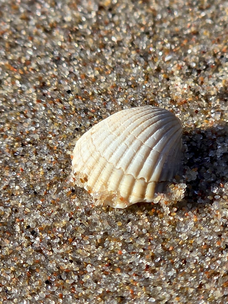 A little Seashell