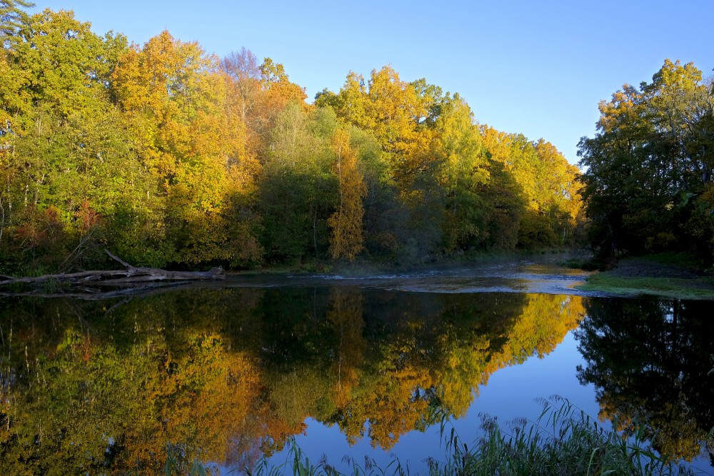 The Reflection of the Trees in the Water of the Abava River