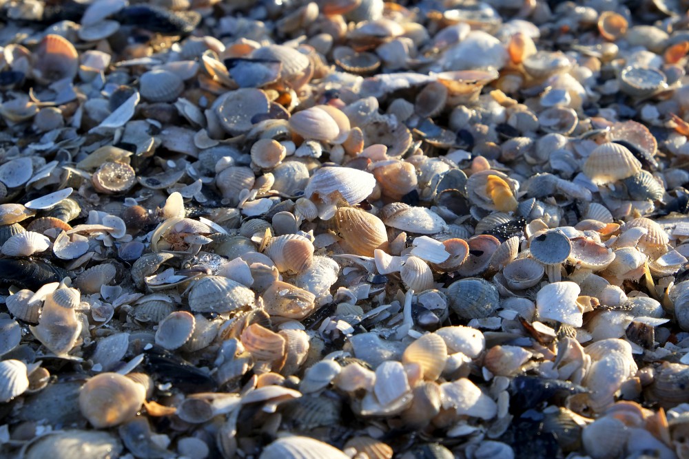 Empty Seashells