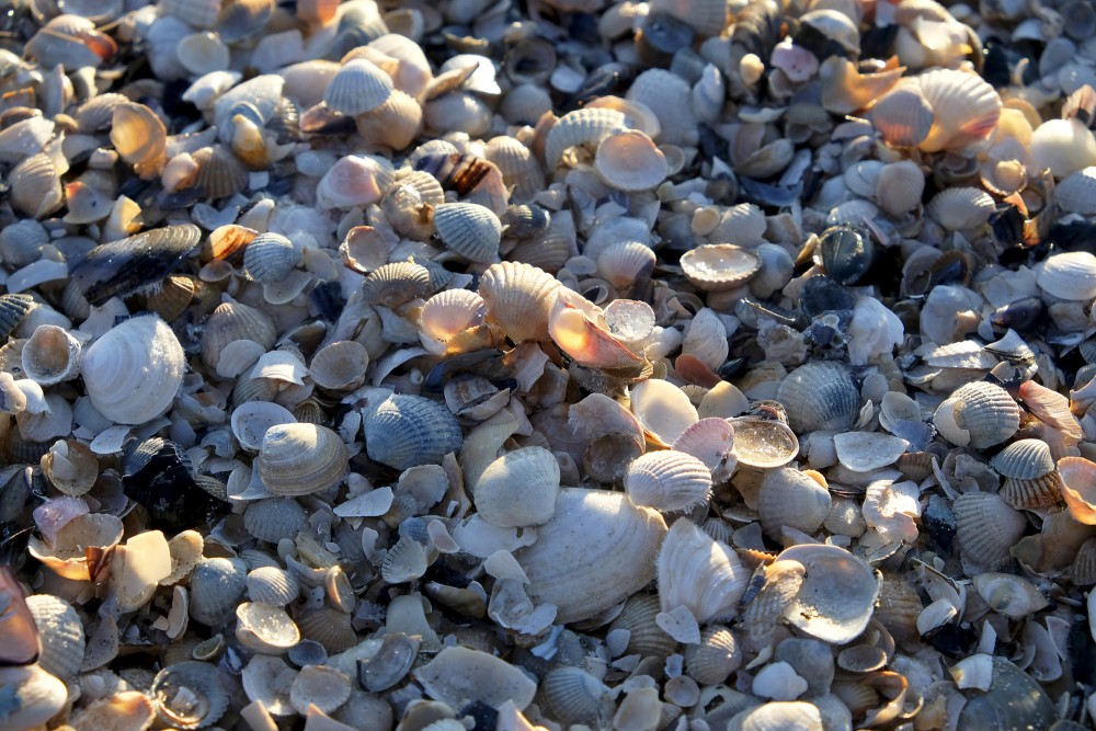 Empty Seashells