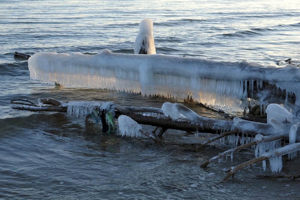 Icicles on a Frozen Tree by the Seashore