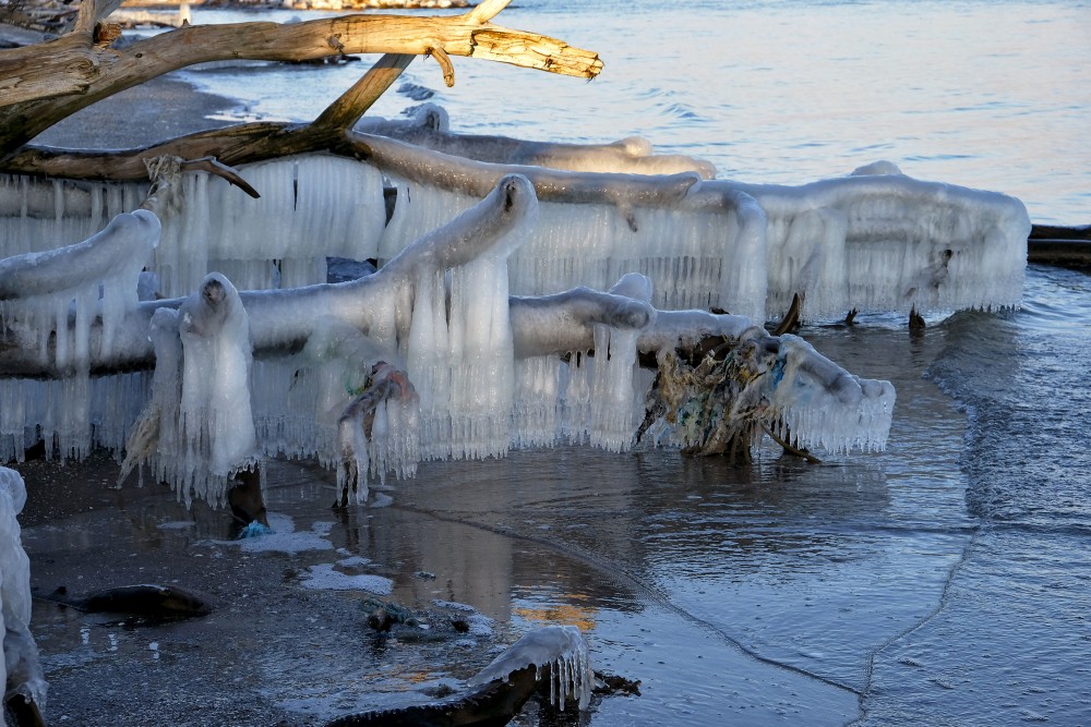 Icicles on a Frozen Tree by the Seashore