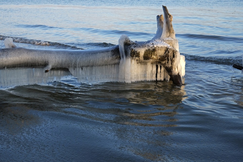Icicles on a Frozen Tree by the Seashore