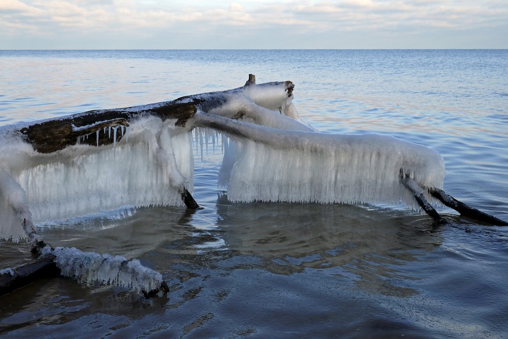 Icicles on a Frozen Tree by the Seashore