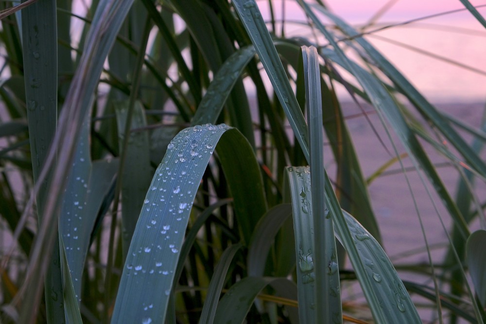 Dew on a Blade of Grass