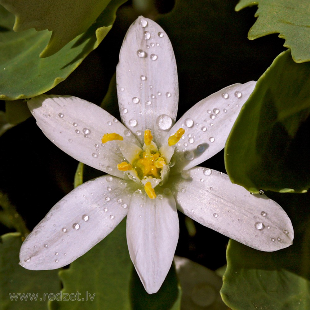 Grass lily