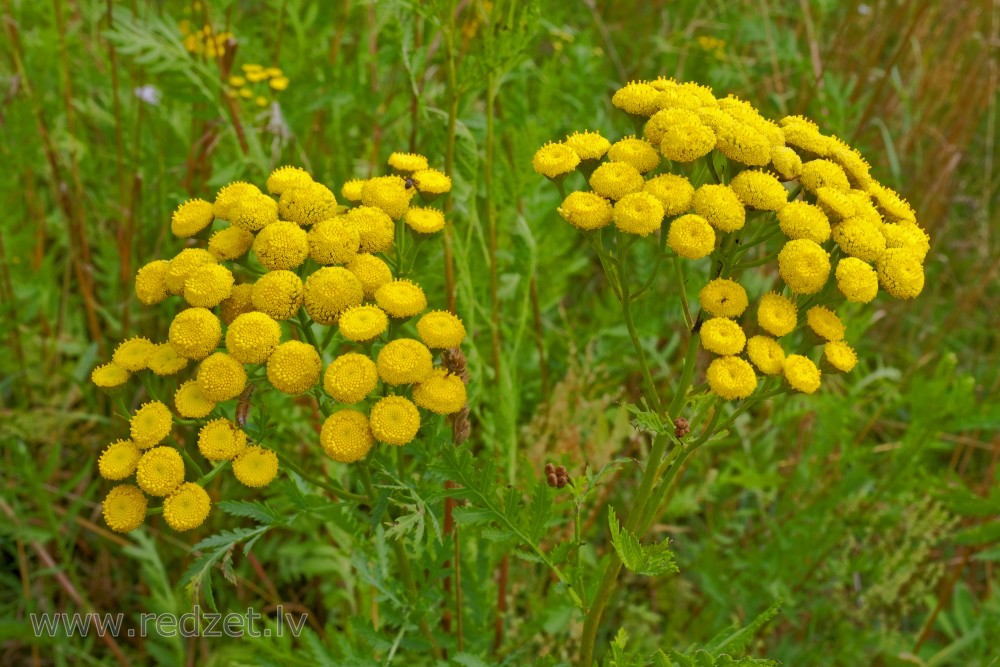Tansy
