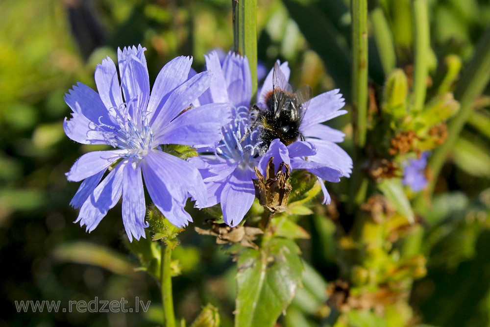 Common chicory