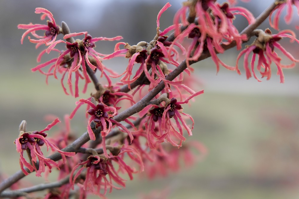 Witch Hazel with Red Flowers in Victory Park