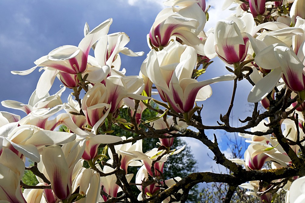 Blooming Huangshan Magnolia at University of  Latvia Botanical Garden