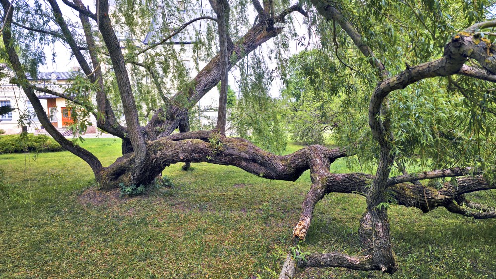 Old willow tree with uniquely twisted branches in the Daugava Museum park