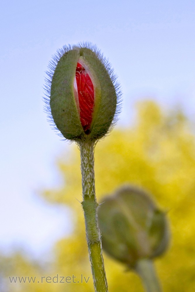 Oriental Poppy Bud