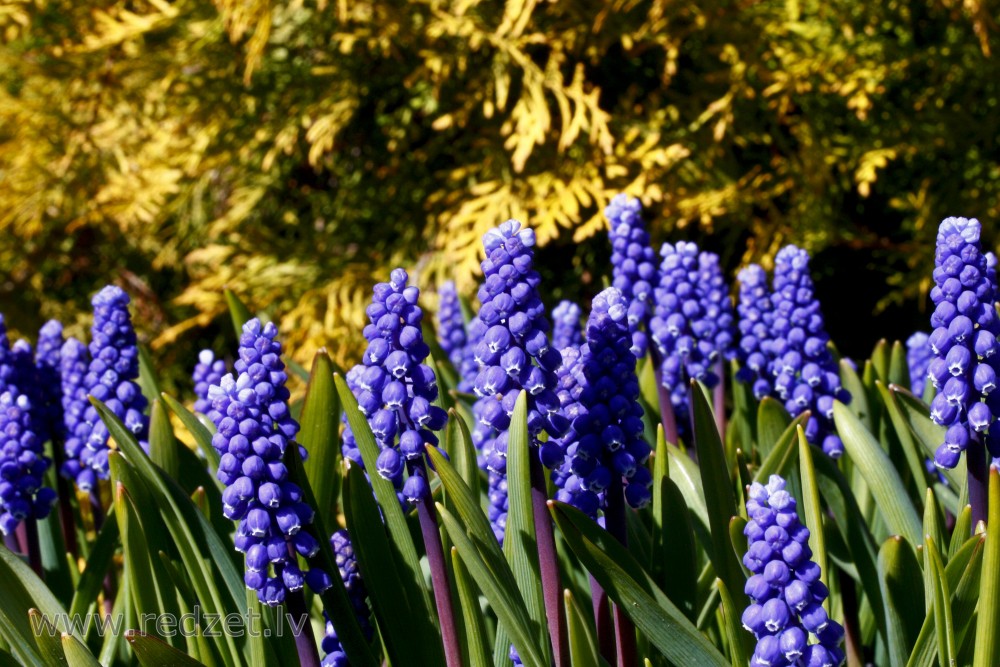 Muscari