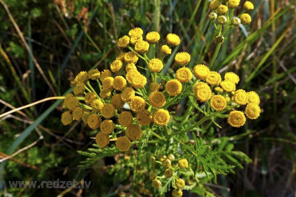 Tansy