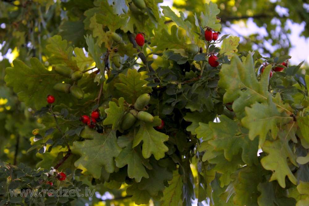 Oak nut and Rose hip