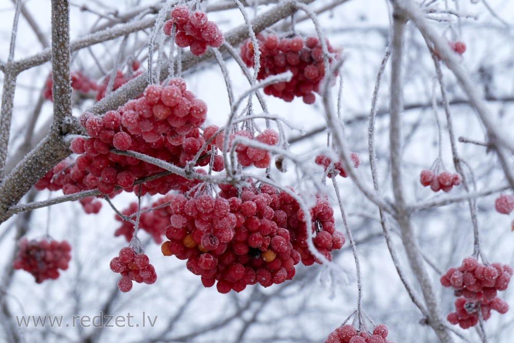 Frosted Guelder Rose Fruits